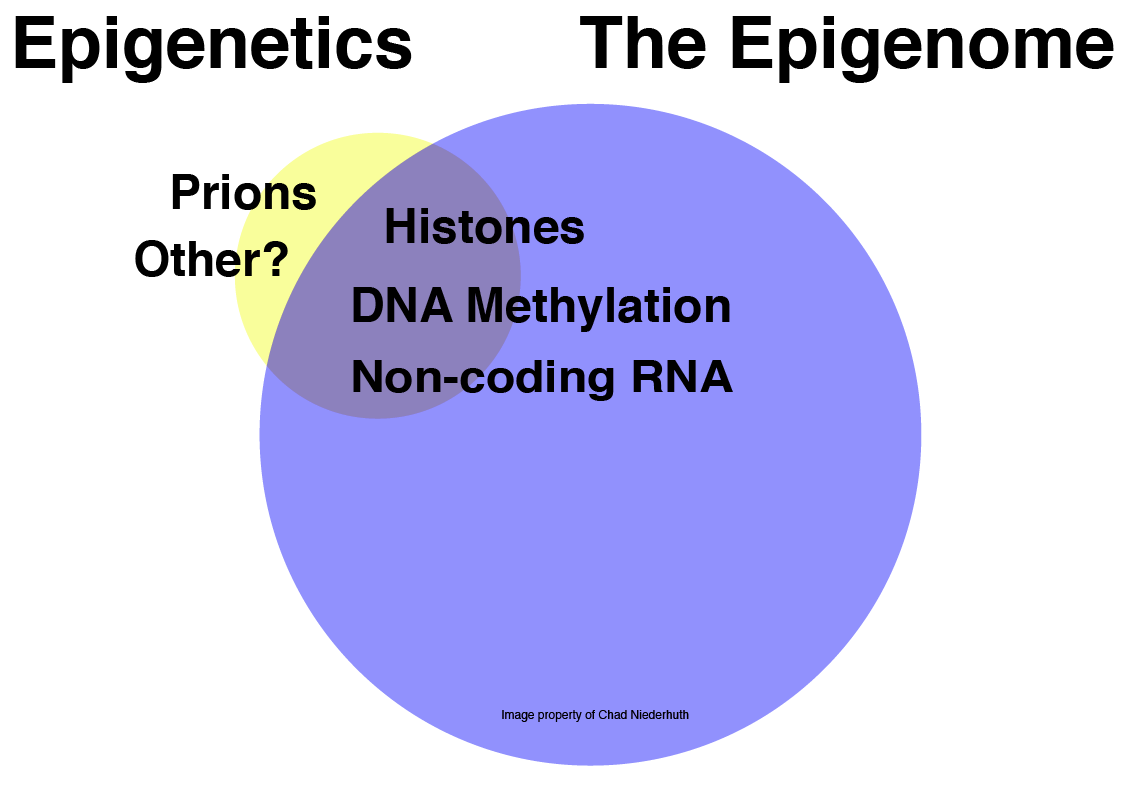 image from What is Epigenetics?