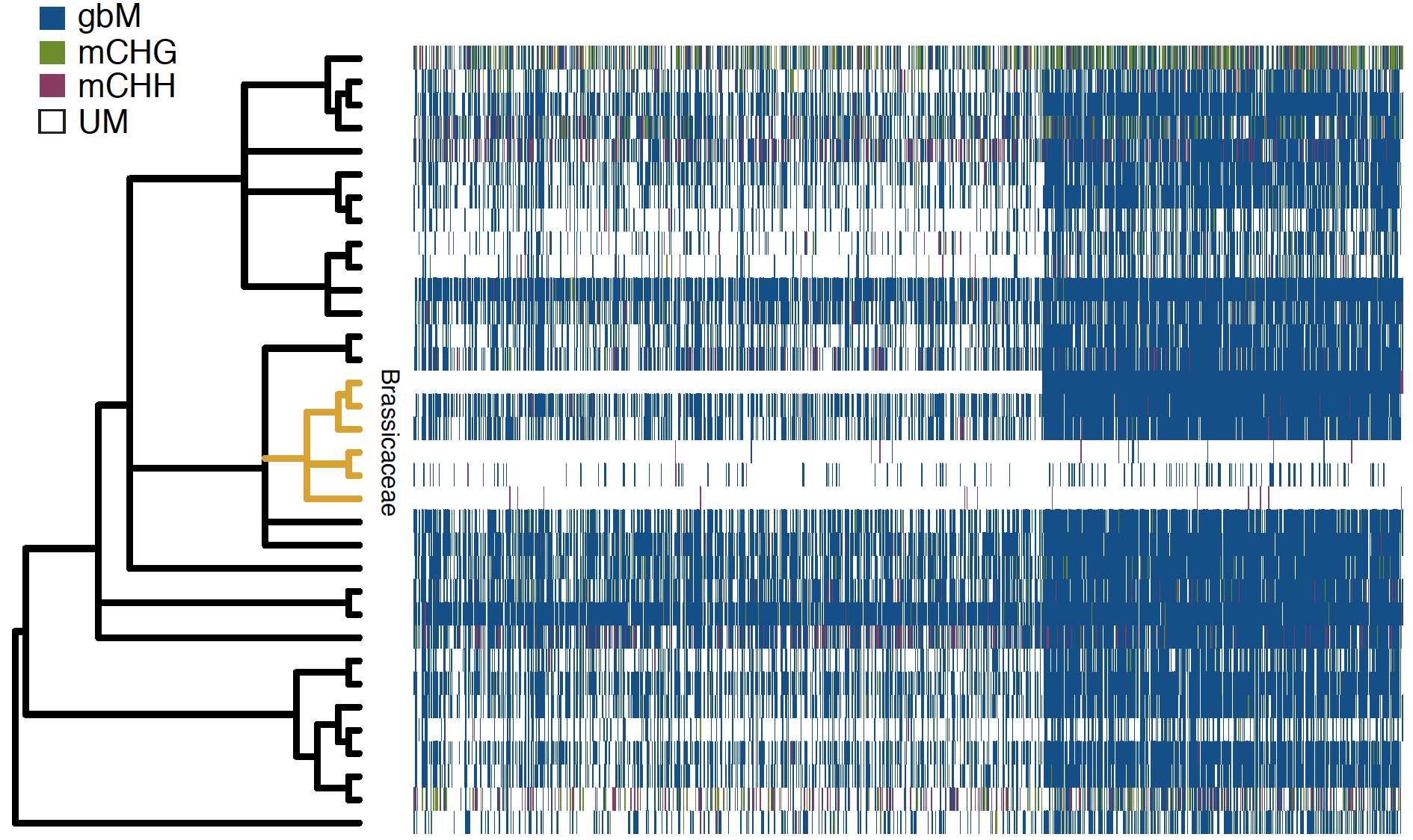 Image of gene mC heatmap