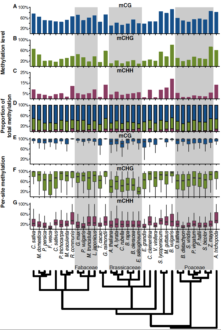 Image of Genome-wide mC diversity